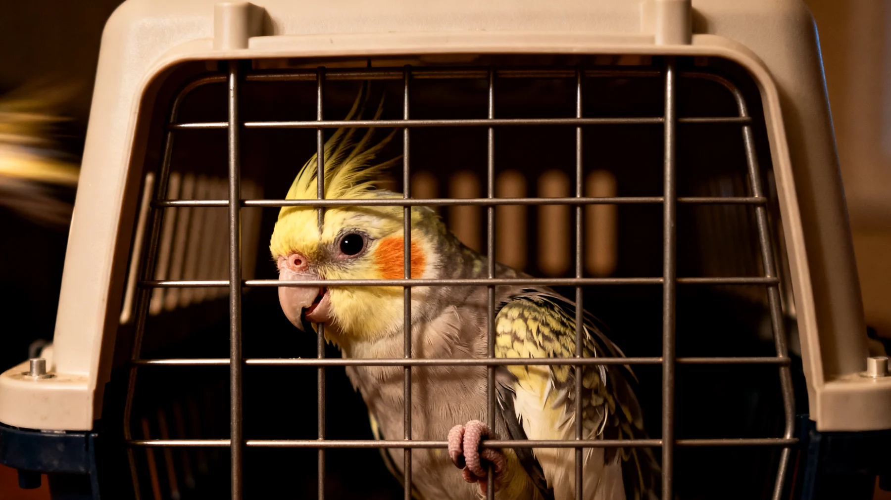 Nymphensittiche langweilen sich während langer Autofahrten oder Flugreisen in ihrer Transportbox und zeigen Stressverhalten wie übermäßiges Schreien oder Federrupfen"