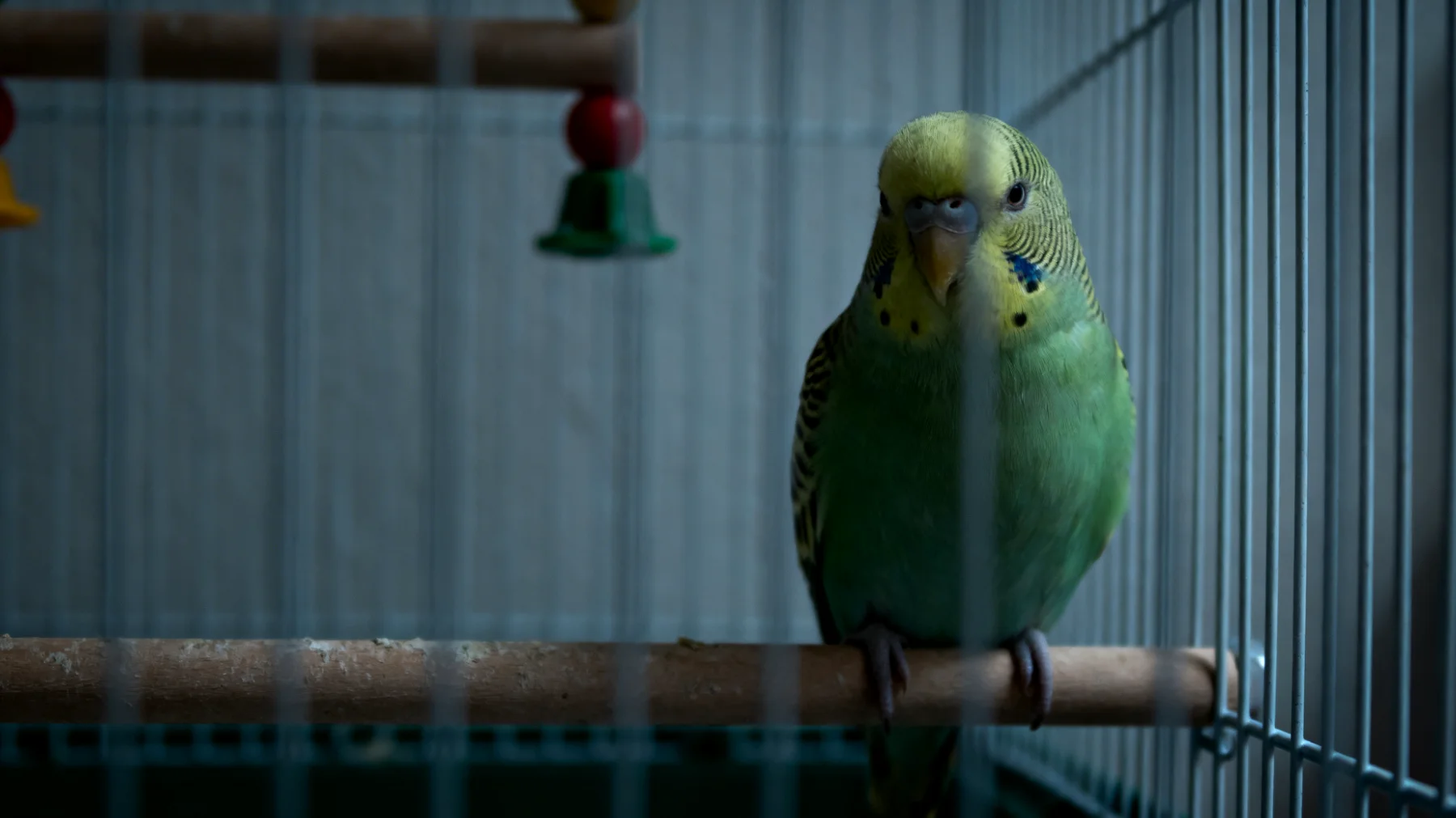 Wellensittiche benötigen ausreichend Beschäftigung und mentale Stimulation, um Langeweile und Verhaltensprobleme zu vermeiden, insbesondere wenn sie in Innenhaltung leben und keinen Zugang zu einem Garten haben"